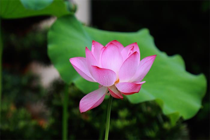 IMG_3927_副本.jpg
